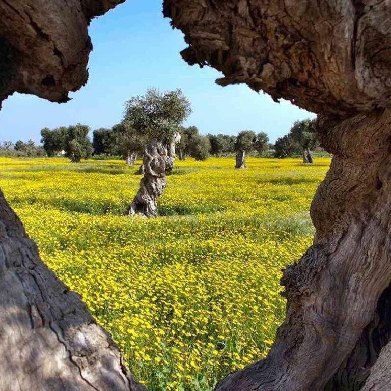 مبيت وإفطار مونوبولي La Rosa Di Rebecca المظهر الخارجي الصورة